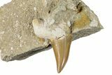 Bargain Otodus Shark Tooth Fossil in Rock - Morocco #292037-1